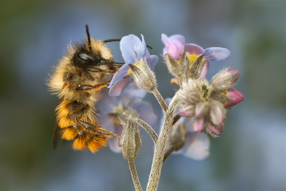 Red Mason Bee 5